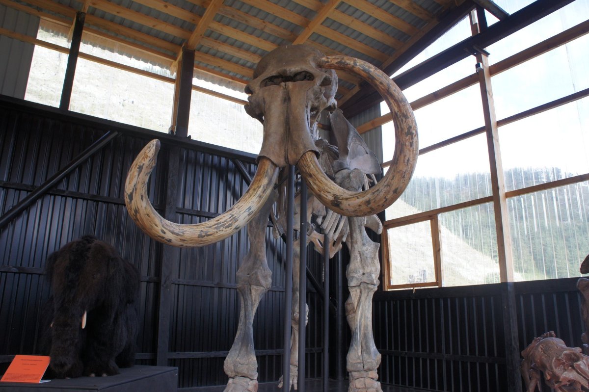 Палеонтологический музей Чемал