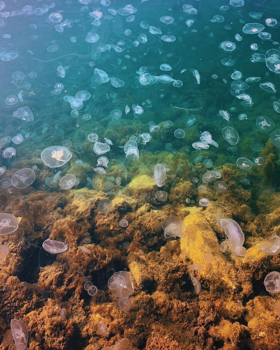 Тарханкут Нашествие медуз