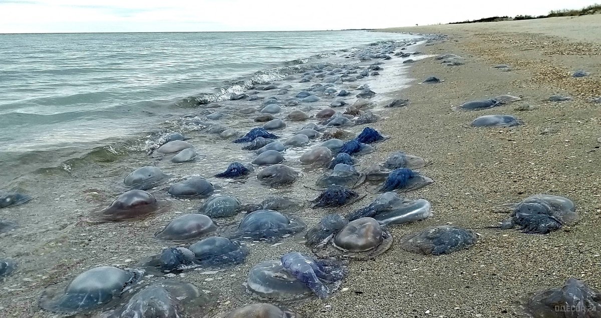 Медузы Черноморского побережья