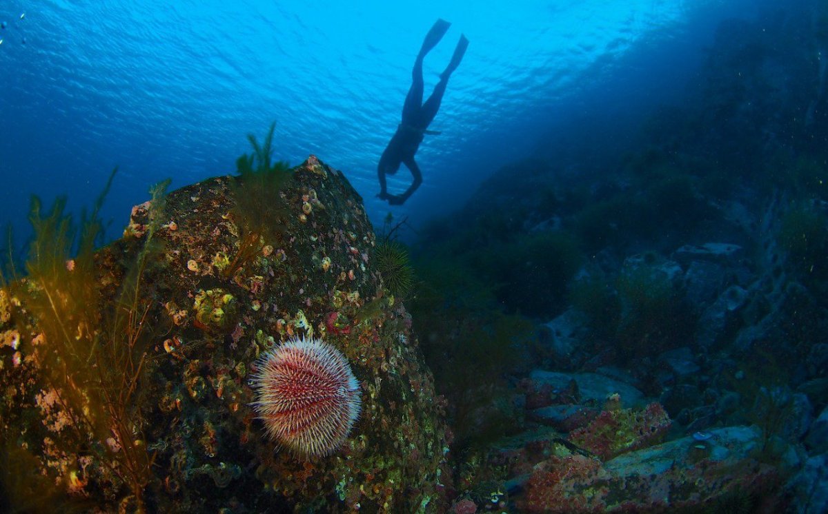 Подводный мир Баренцева моря