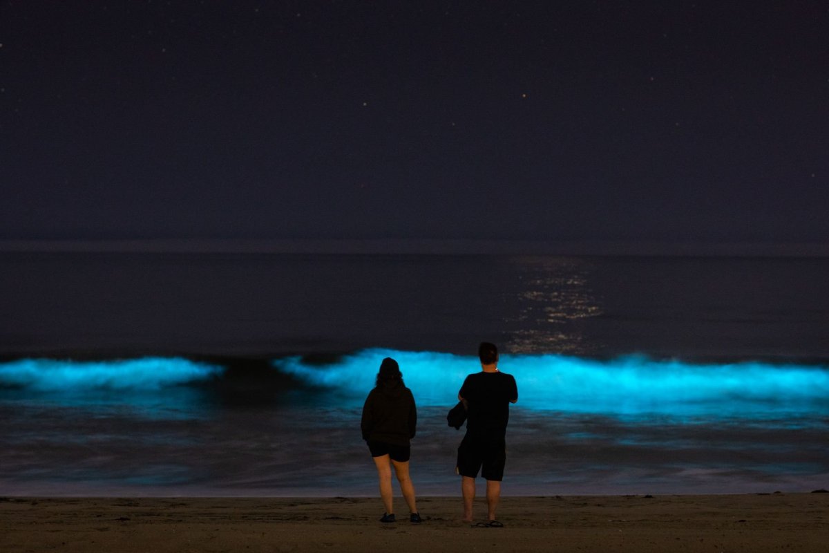 Калифорния биолюминесцентный пляж