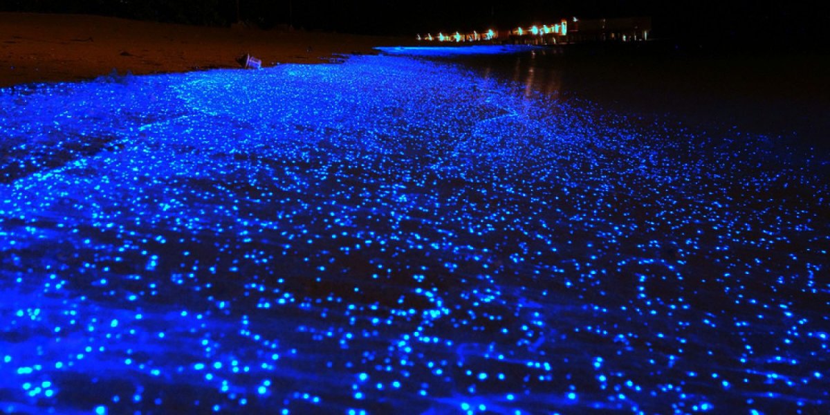 Светящийся океан биолюминесцентный фитопланктон