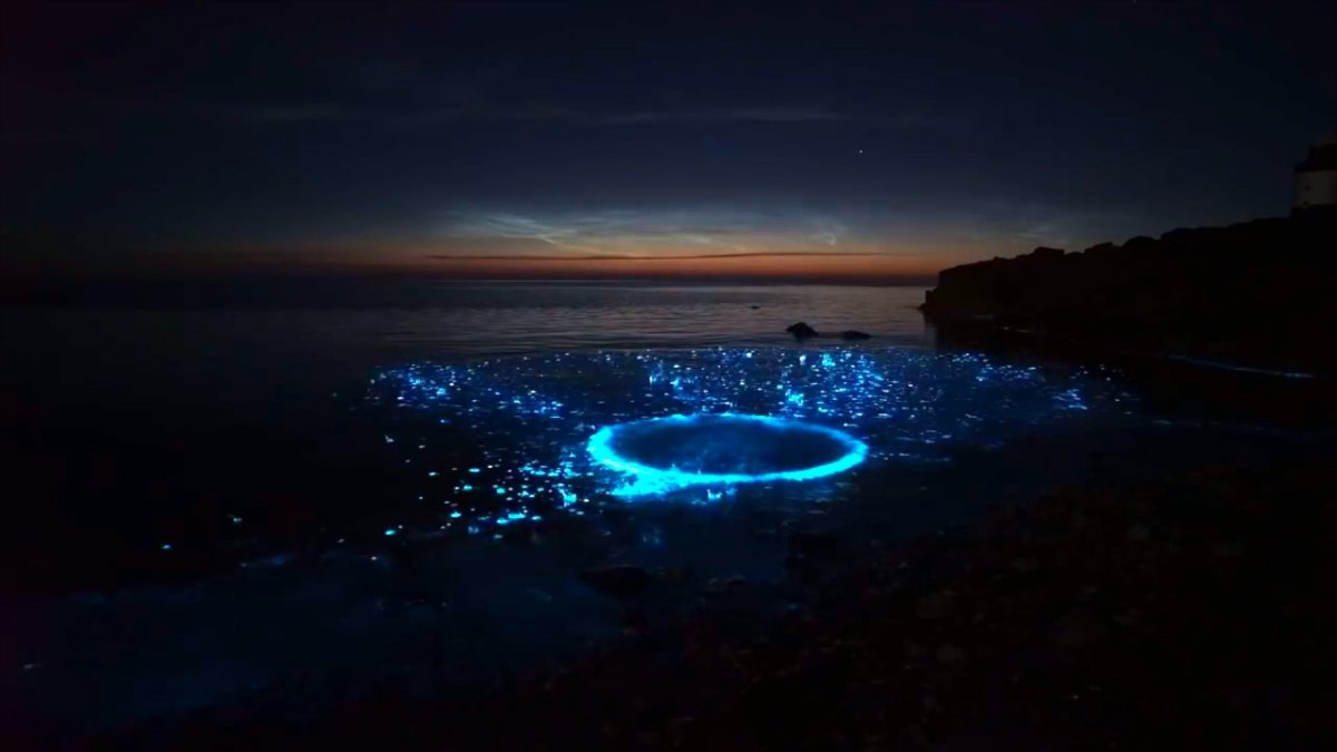 Мыс Меганом светящийся планктон