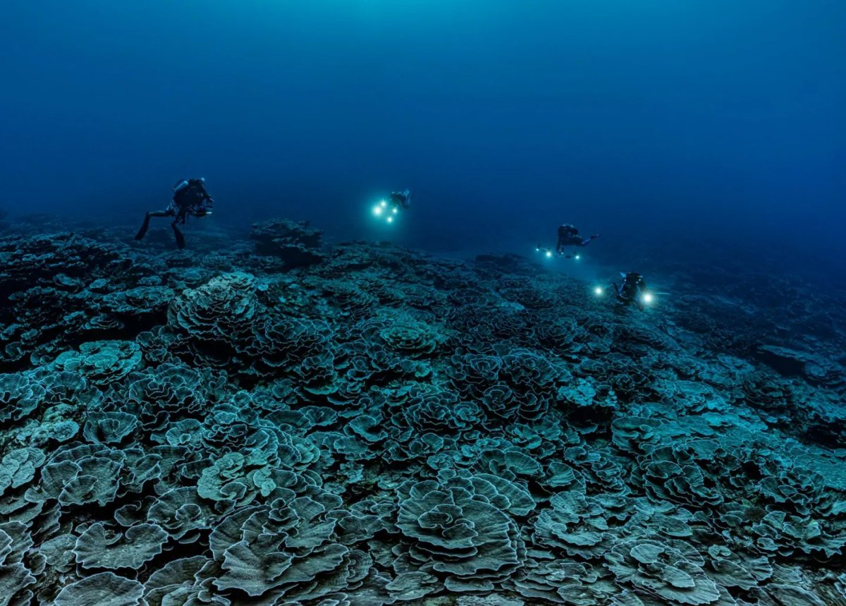 Глубоководные рифы