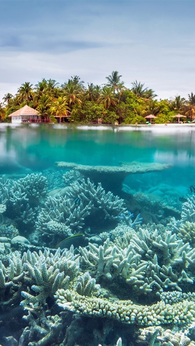 Рифы на Мальдивах