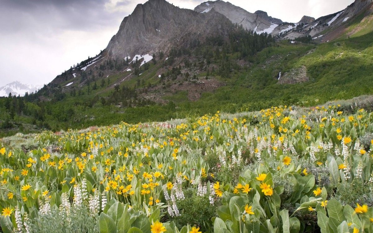 Цветы альпийских лугов Тянь-Шаня