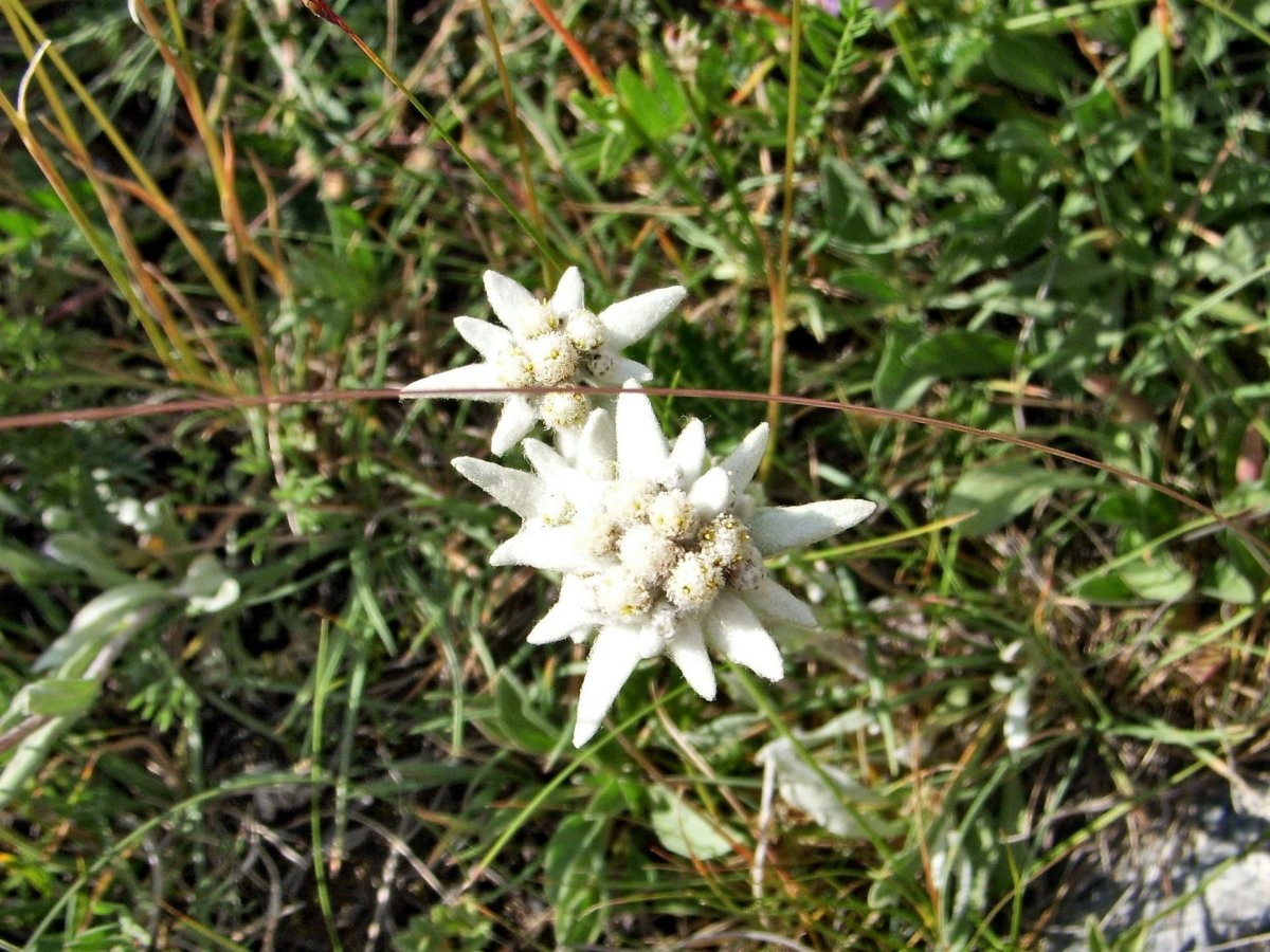 Эдельвейс горный Алтай цветок