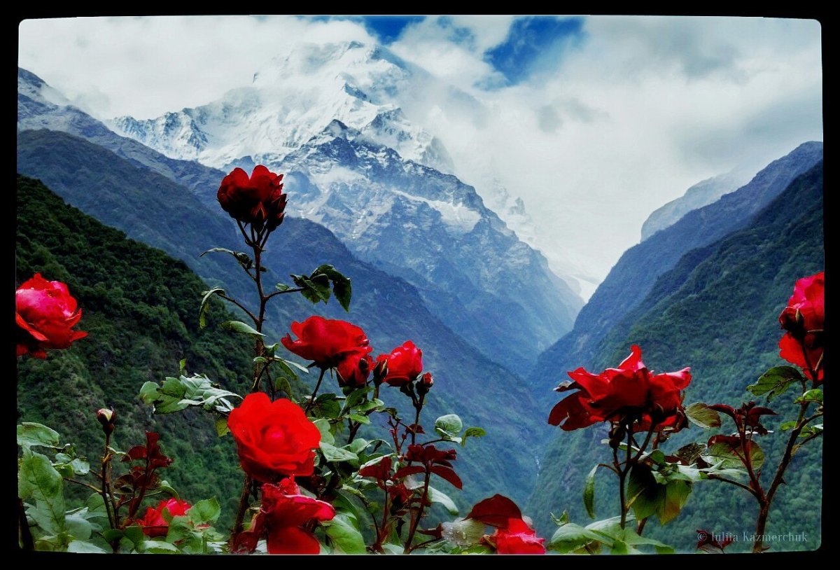 Тибет Долина роз
