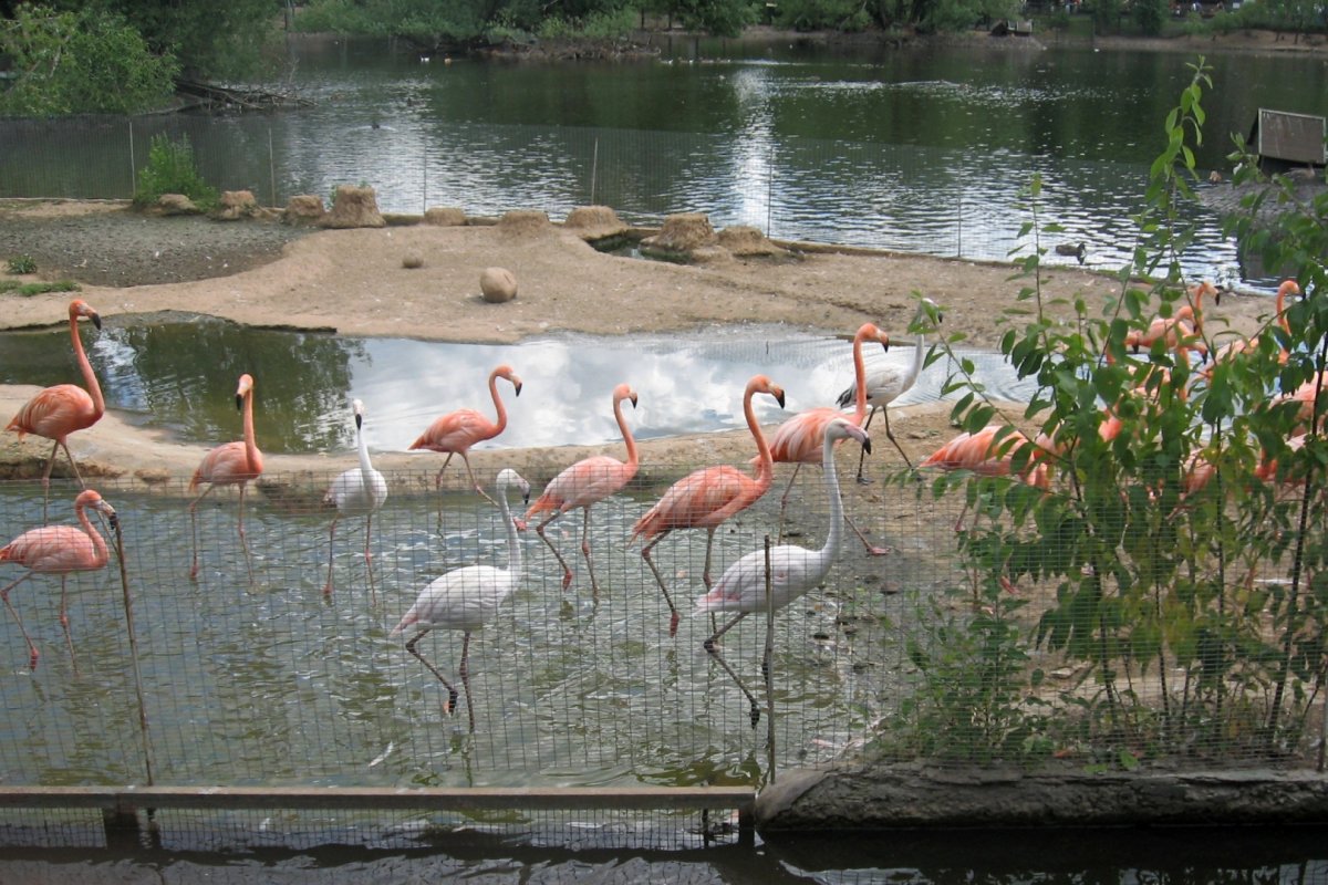 Розовый Фламинго Московский зоопарк