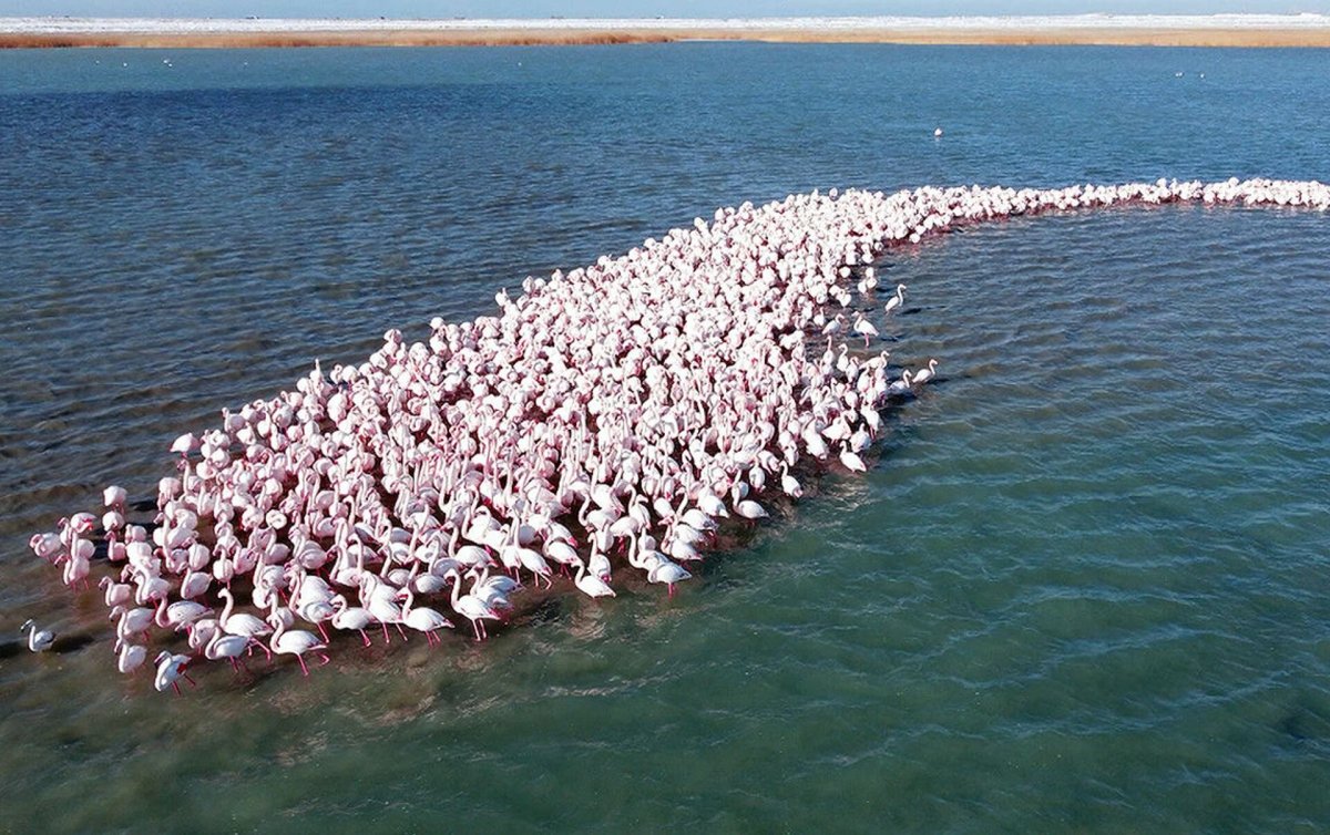 Караколь розовые Фламинго озеро