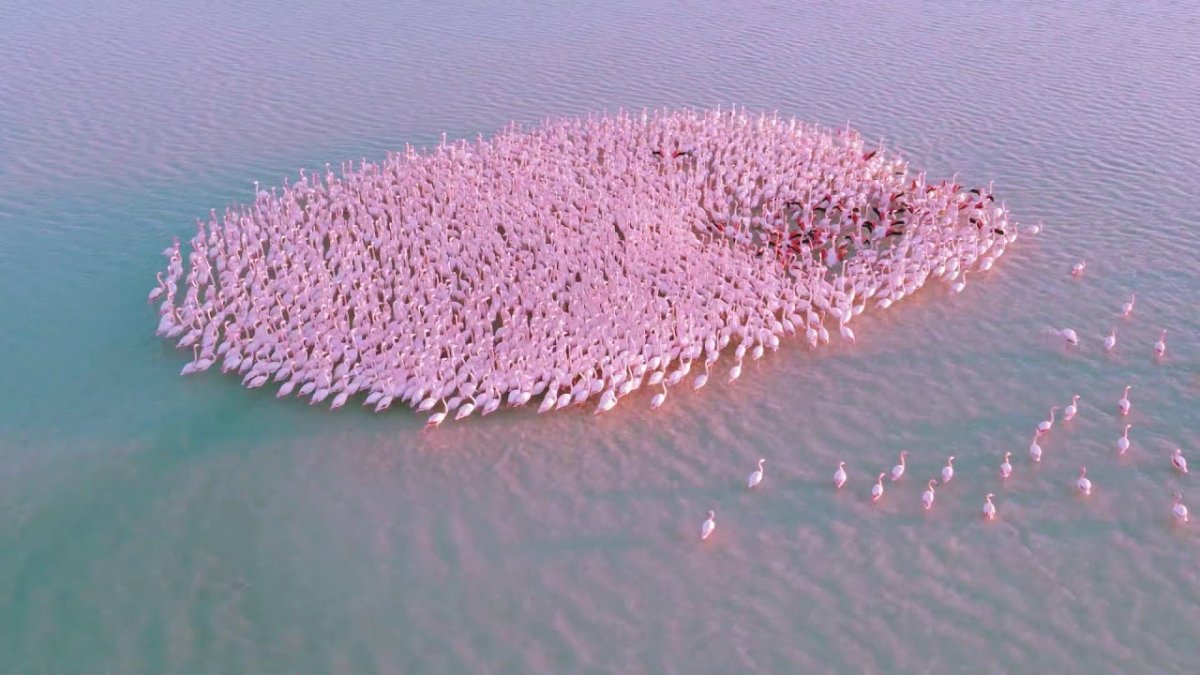 Розовые Фламинго в Казахстане на озере