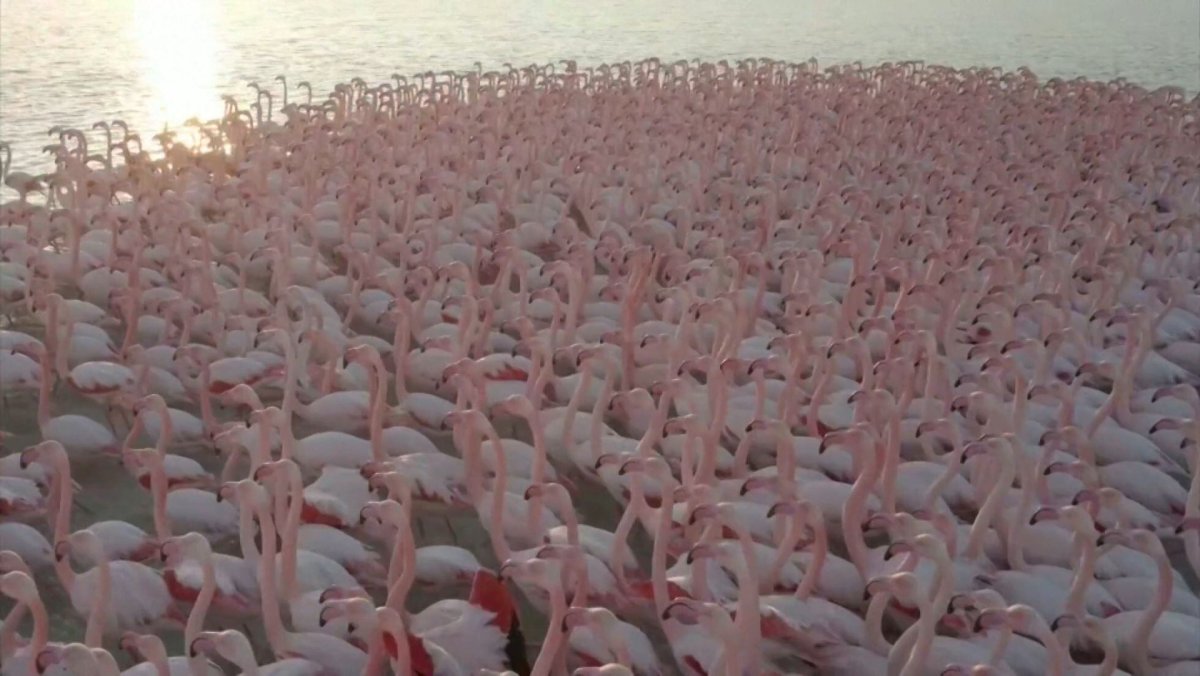 Казахстан озеро с Фламинго