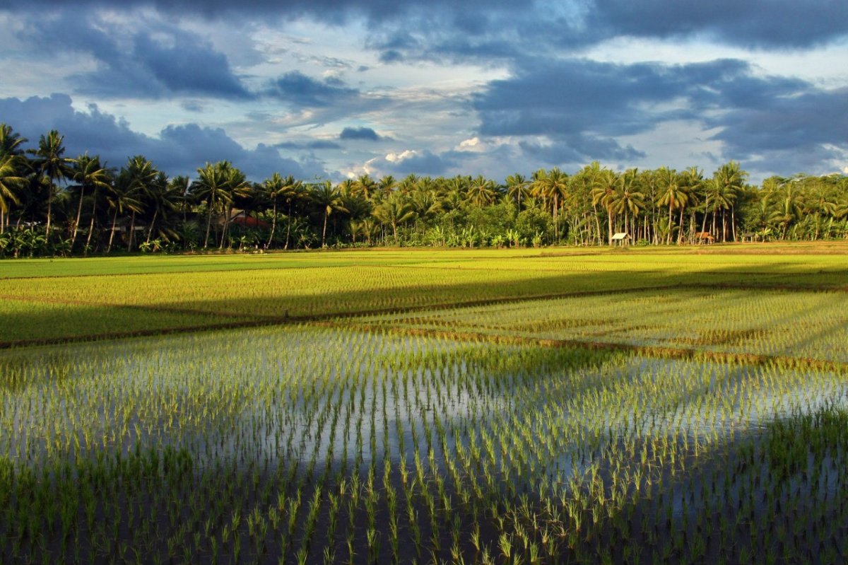 Рисовые поля на острове Ява Индонезия