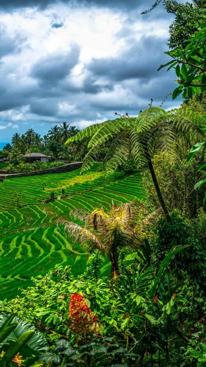 Растительность Бали