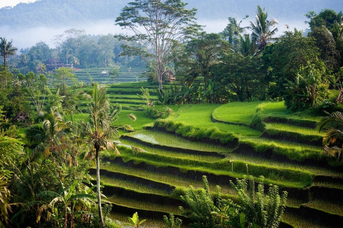 Рисовые террасы Тегаллаланг, Индонезия