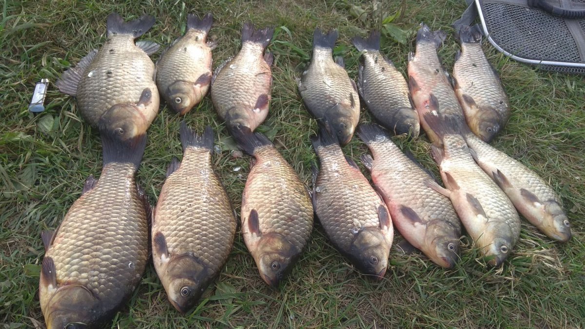 Глухое озеро Сестрорецк рыбалка