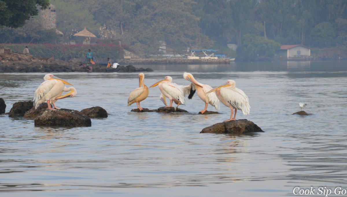 Природа и животные озера Тана