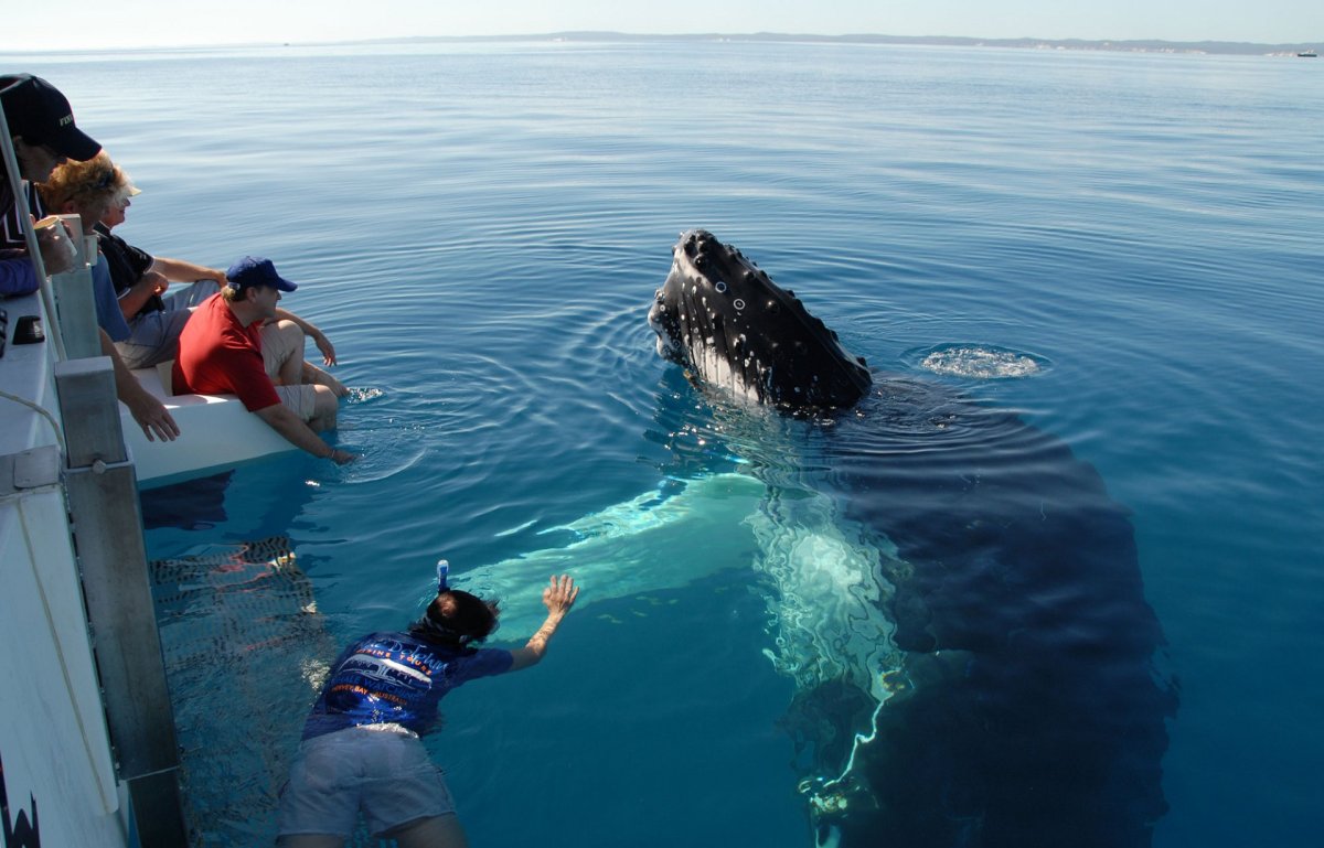 Горбатые киты самана Доминикана