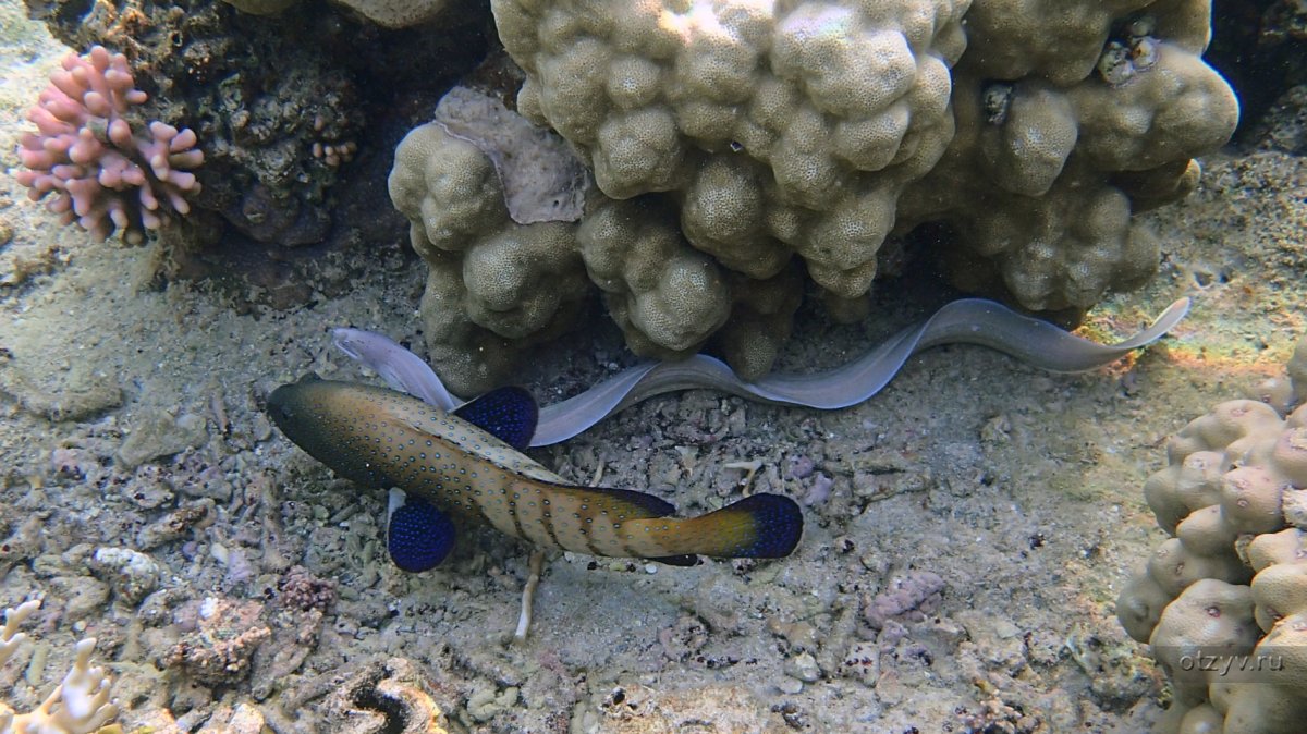 Подводная змея мурена по сравнению с человеком