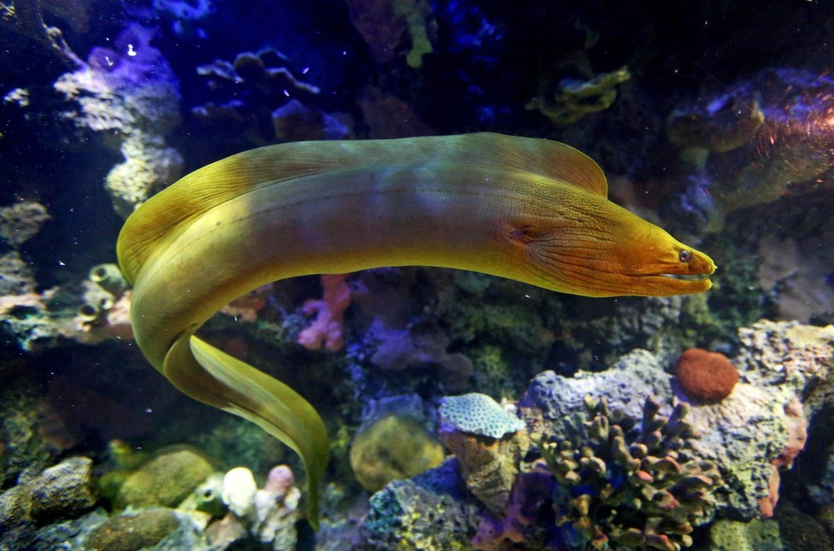 Moray eel рыба