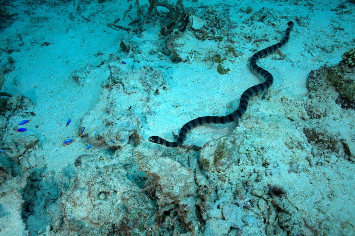 Морские змеи на Занзибаре