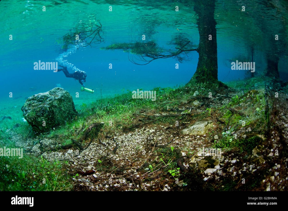 Синявинское озеро Янтарный лес подводный