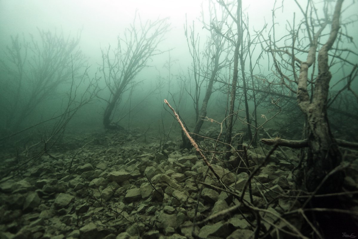 Синявинское озеро подводный лес
