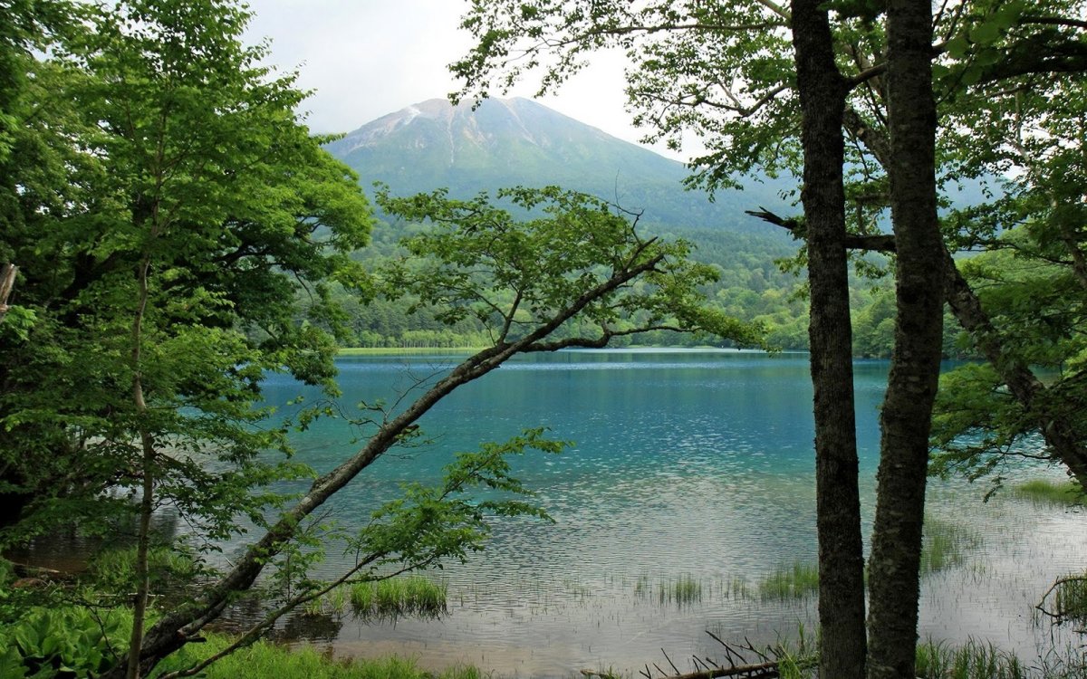 Лес Японии Хоккайдо