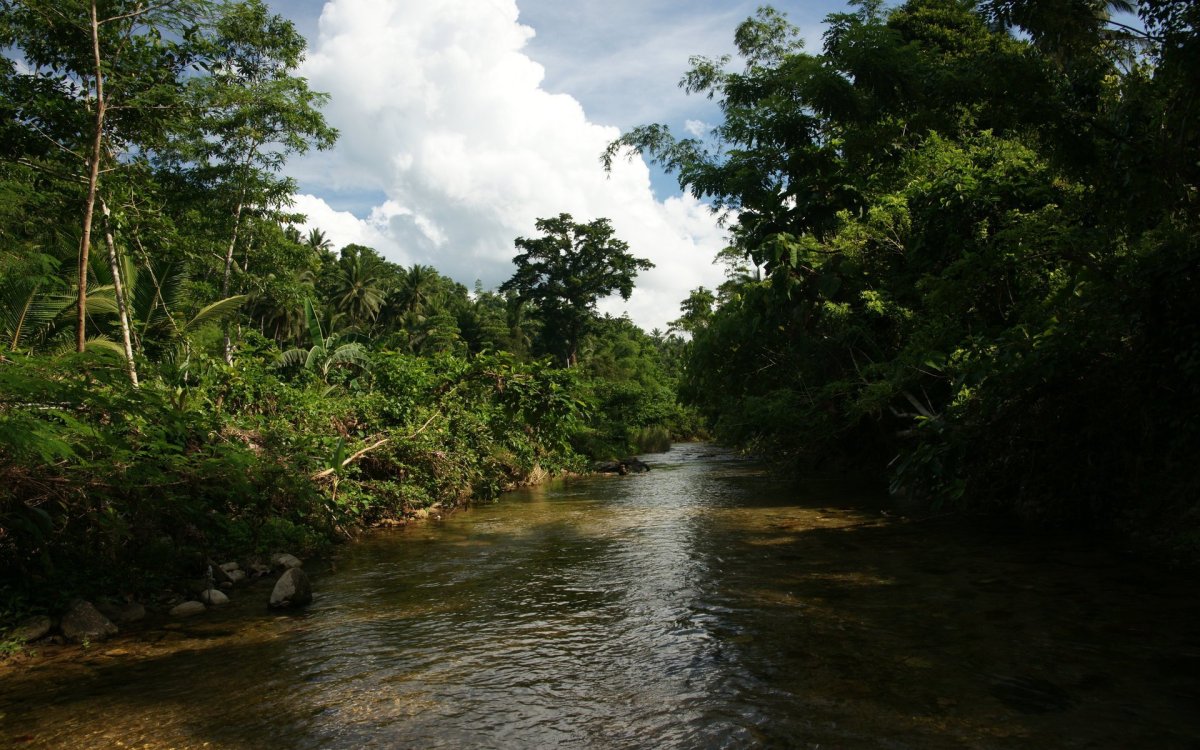 Тропические леса реки Конго