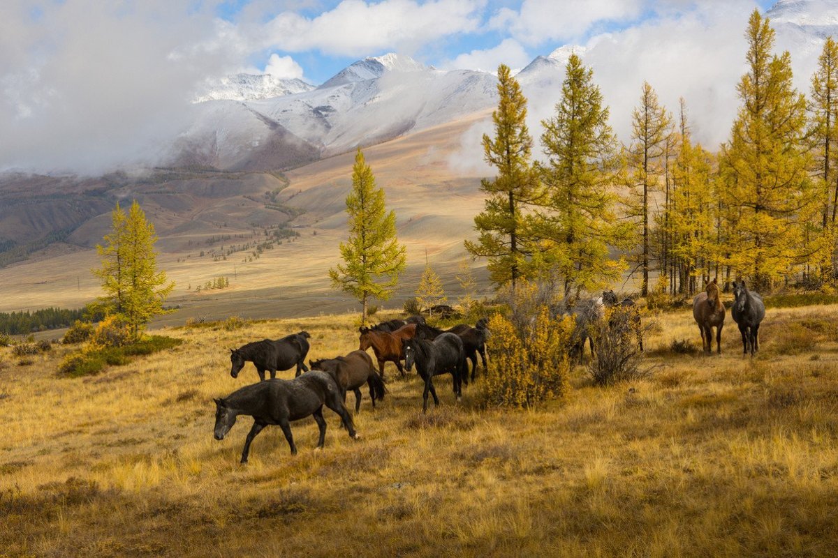 Республика Алтай осень природа