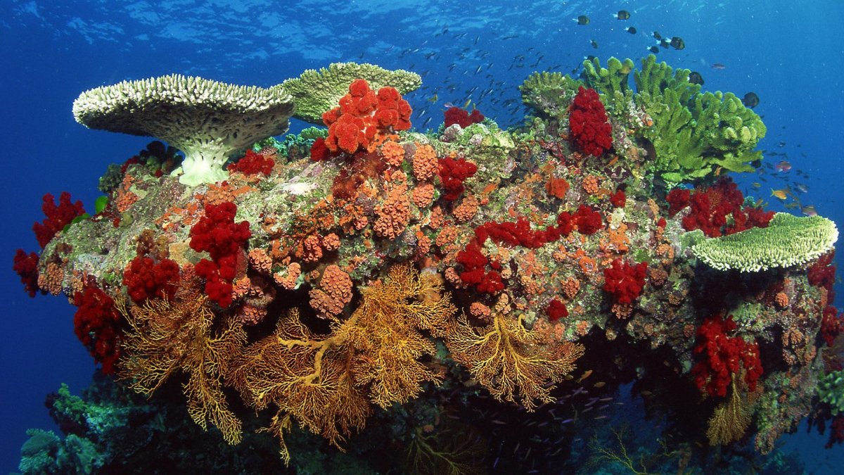 Анталья коралловый риф