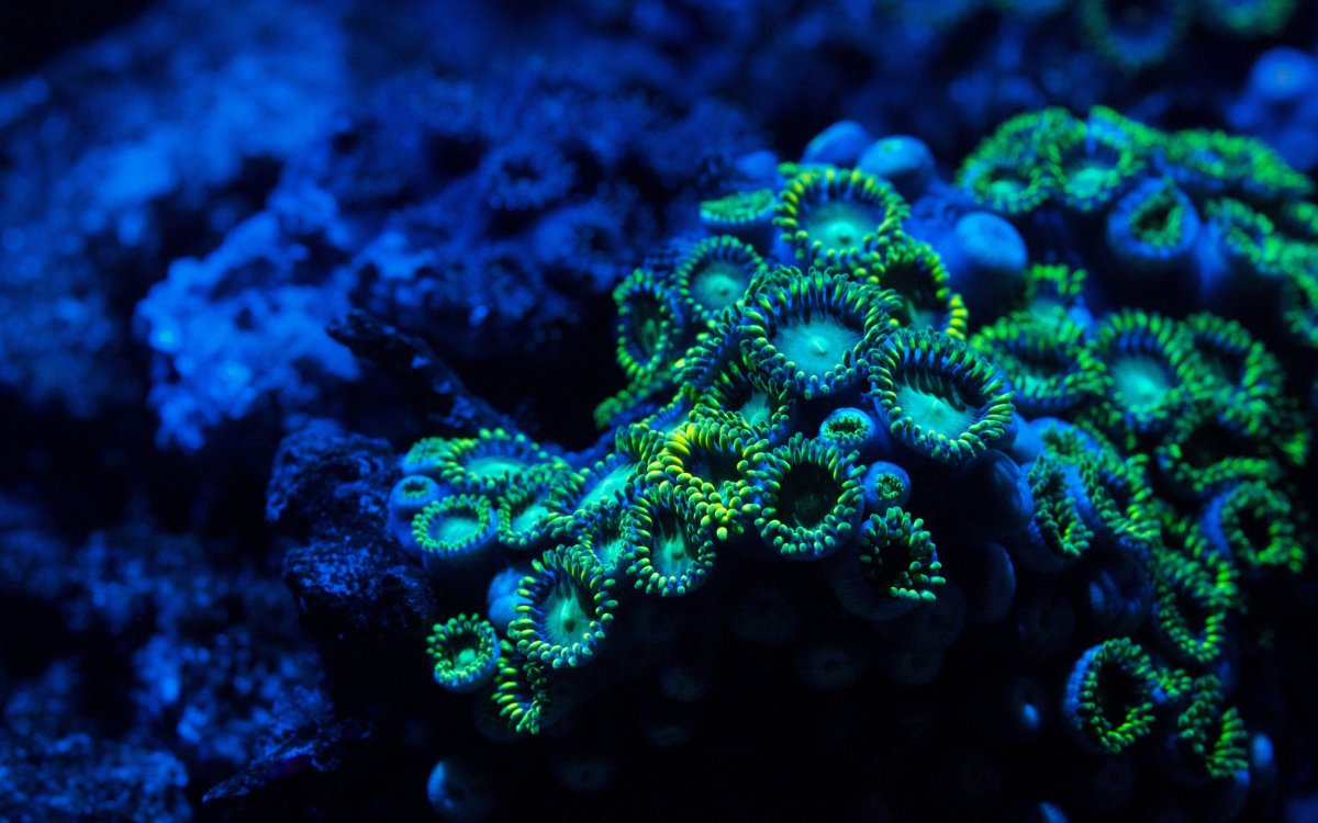 Зоантарии кораллы