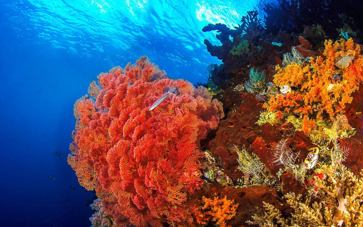 Атлантический океан коралловый риф