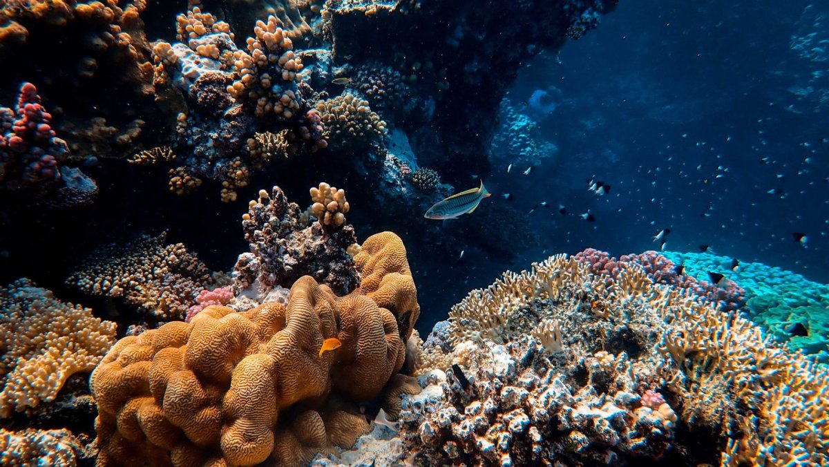 Кораллы с рыбками