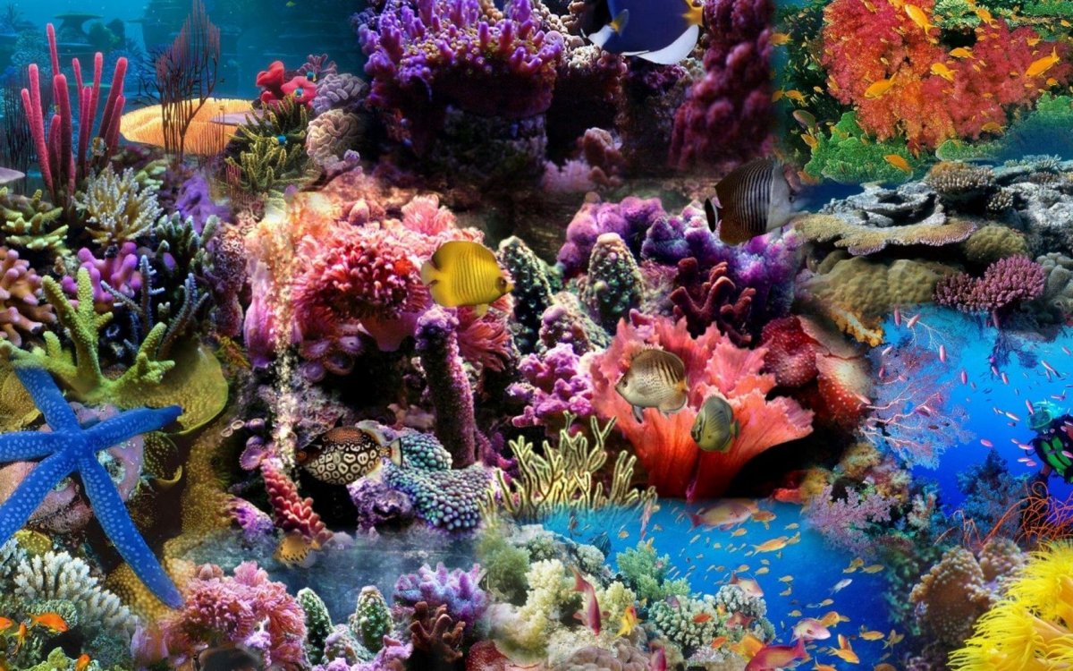 Коралловые рифы Барбадос
