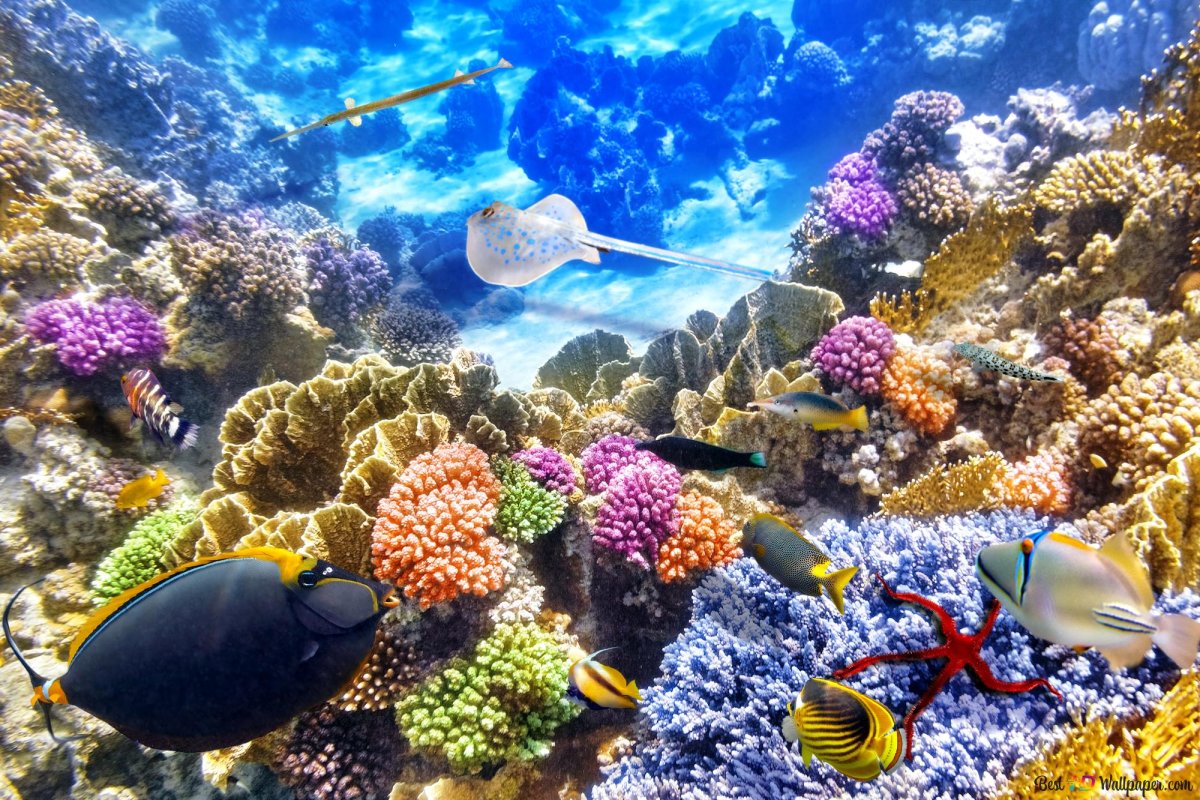 Коралловый риф Бора Бора