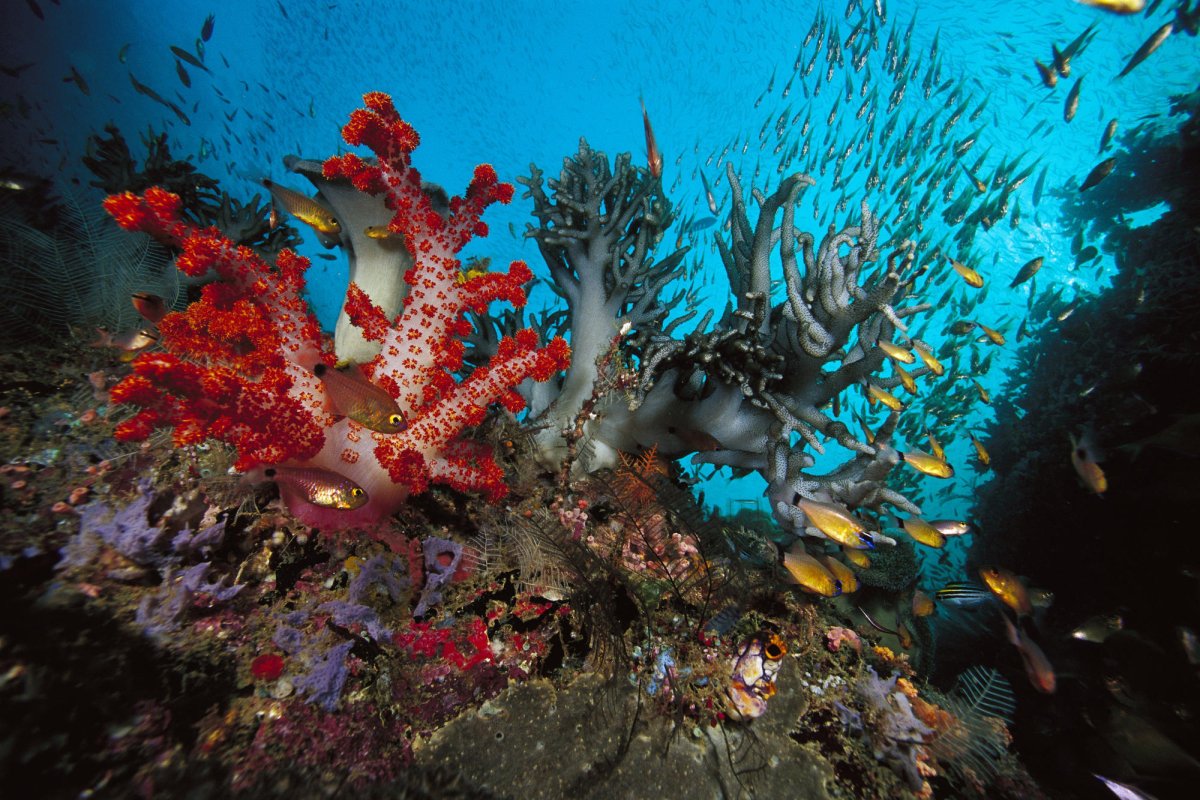 Кипр коралловые рифы