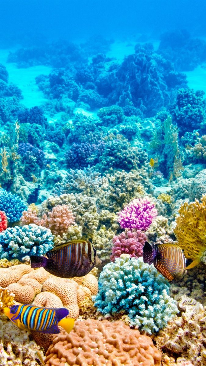 Морское дно коралловый риф