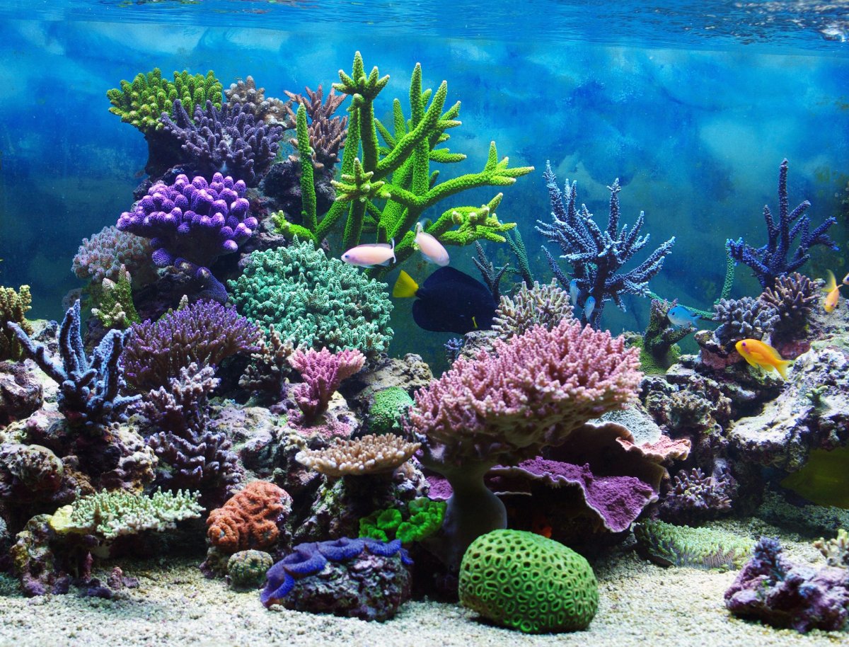 Кораллы кораллового рифа