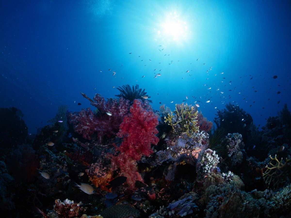 Шарм-Эль-Шейх подводный мир