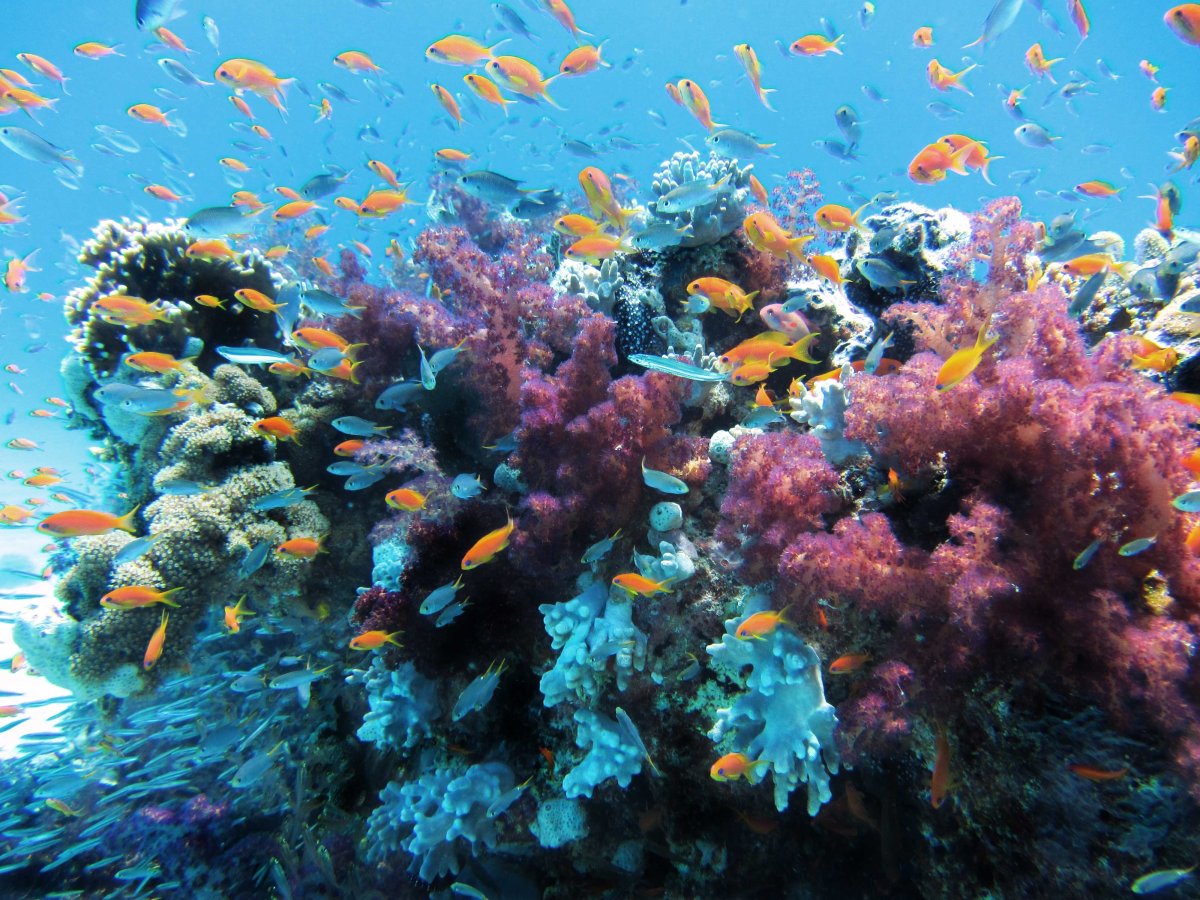 Филиппины коралловые рифы