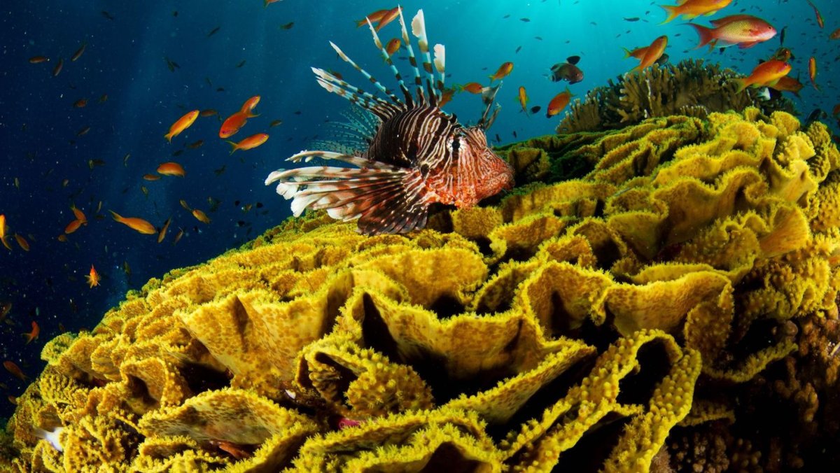 Барьерные рифы Карибского моря