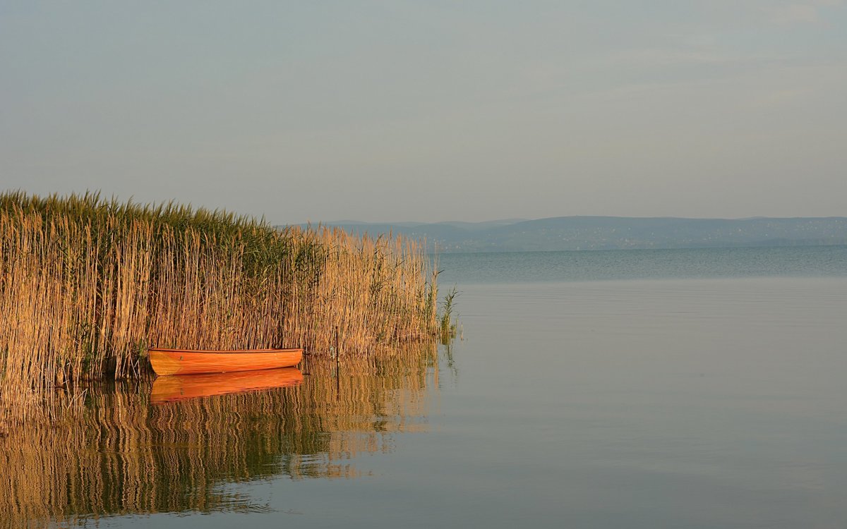 Тростник в Ладожском озере