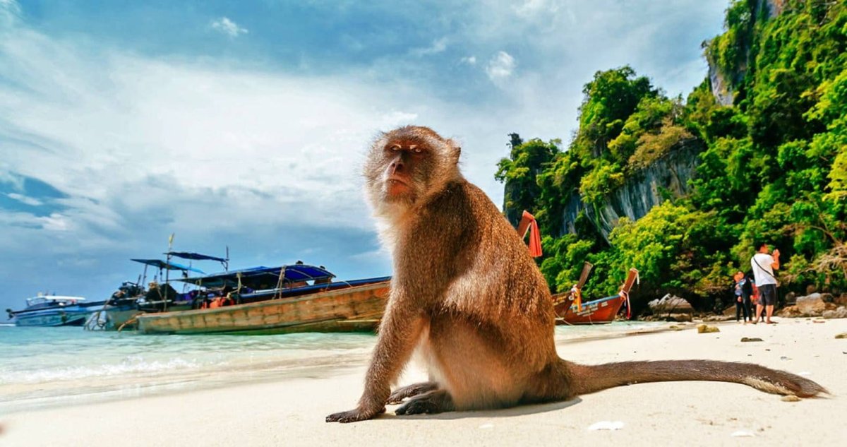Остров обезьян Пхи Пхи