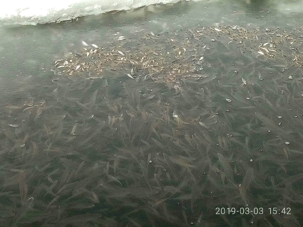 Когда появляются рыбки в озере Яровое