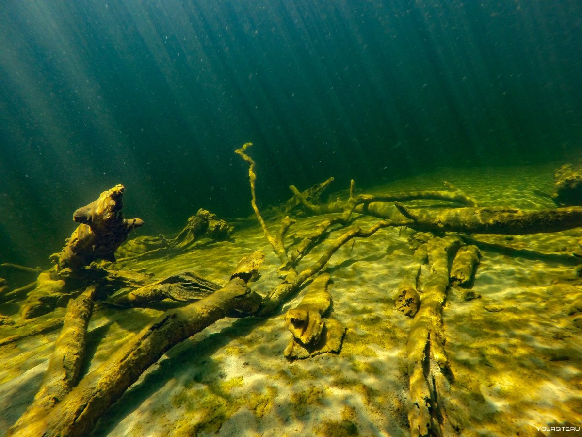 Дно Телецкого озера лес мертвецов