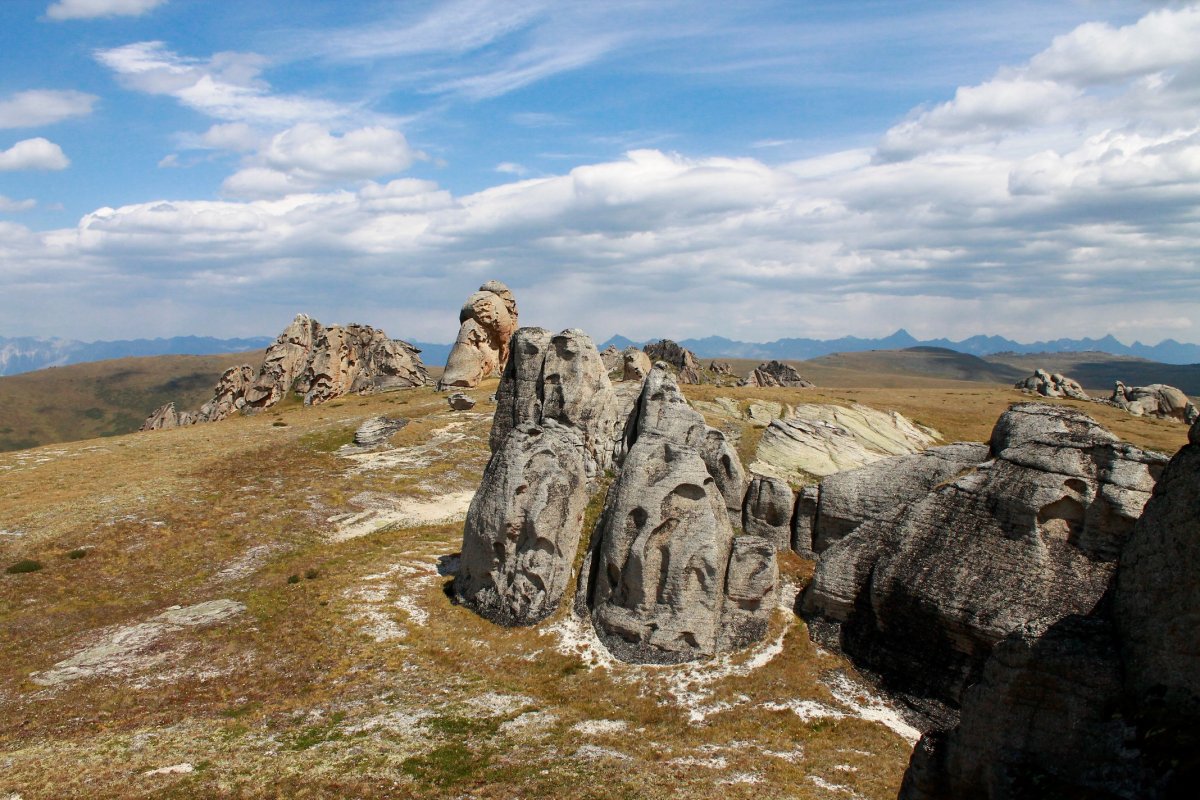 Высокогорное плато Чокпартас Алтай.