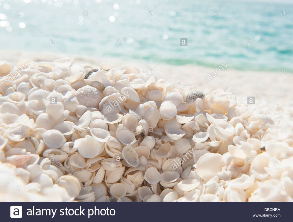 Ракушки на пляже