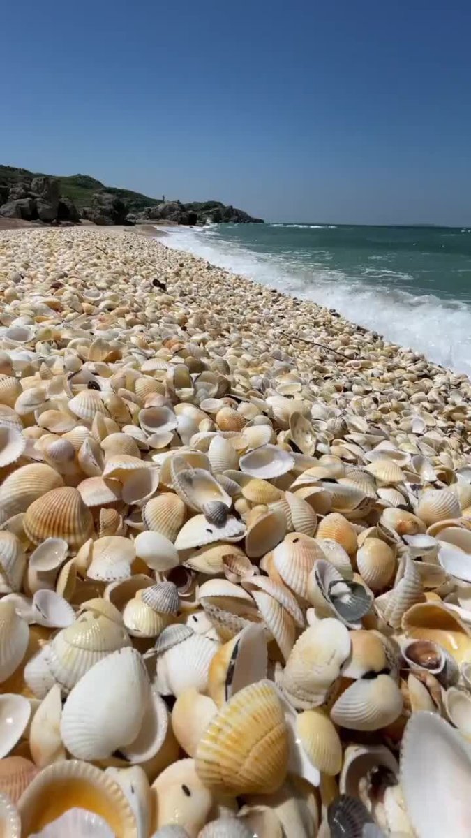 Пляж из ракушек в Крыму