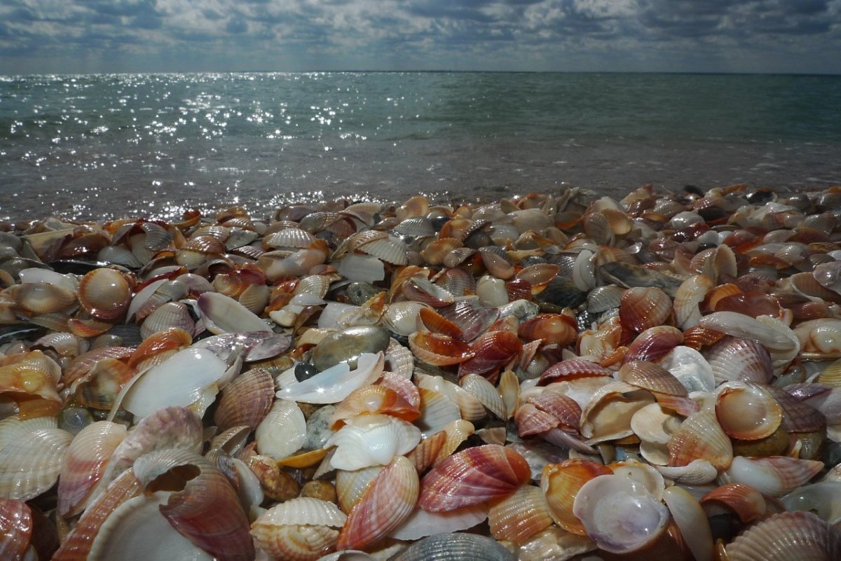 Моллюски Азовского моря